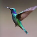 hummingbird-in-flight