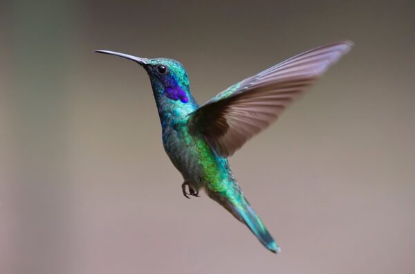 hummingbird-in-flight